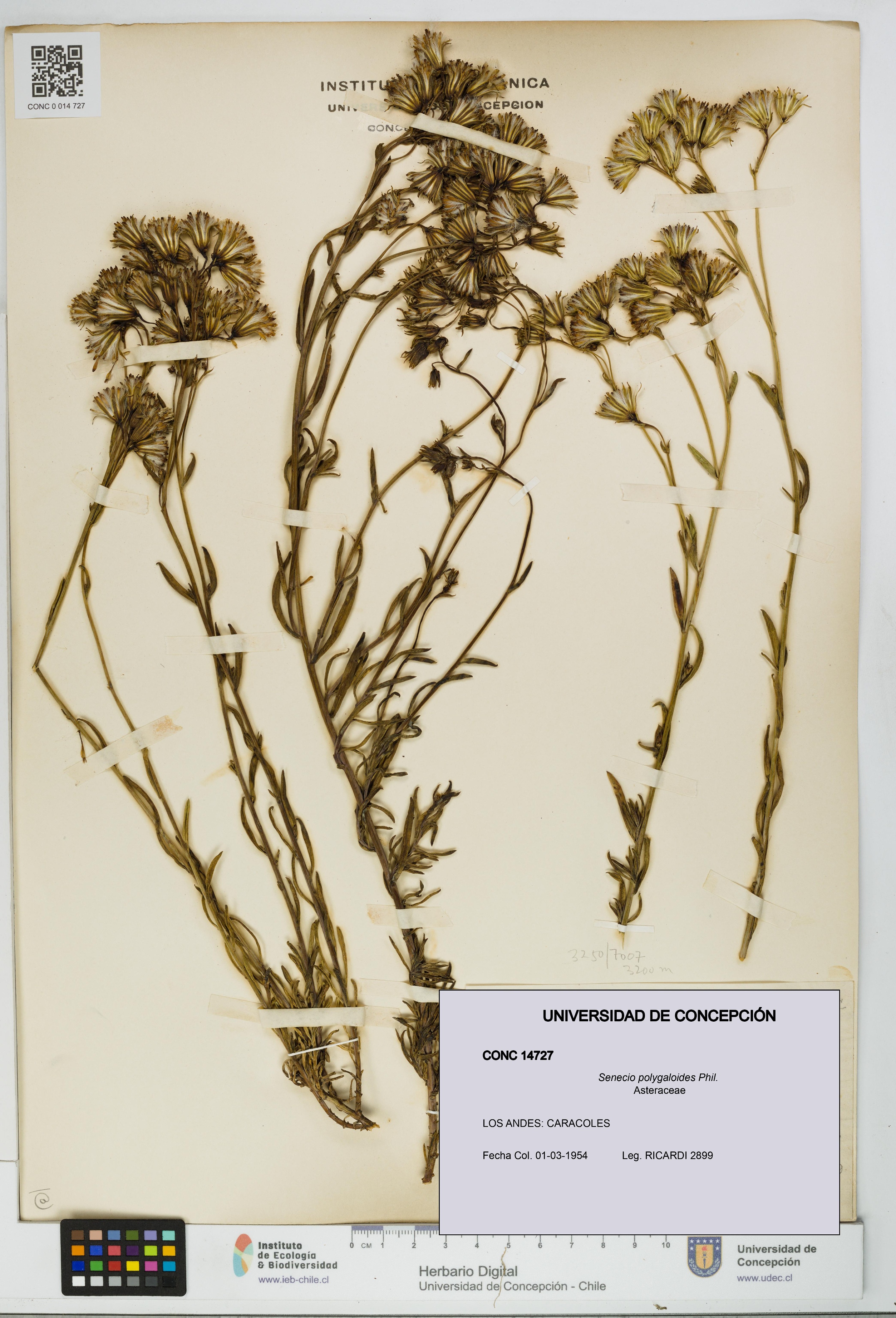 Senecio polygaloides [Espécimen: UDEC:CONC:0014727]