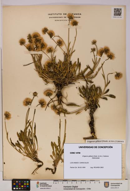 Erigeron gilliesii [Espécimen: UDEC:CONC:0014730]