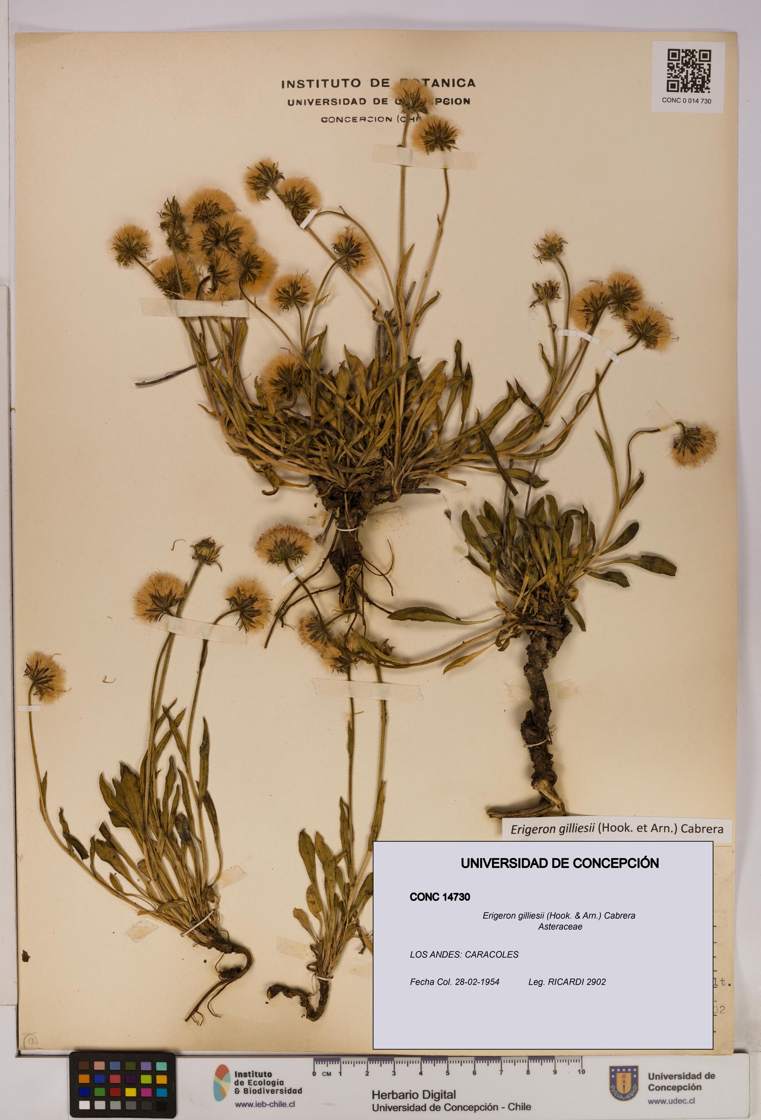 Erigeron gilliesii [Espécimen: UDEC:CONC:0014730]