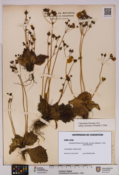 Calceolaria filicaulis [Espécimen: UDEC:CONC:0014732]