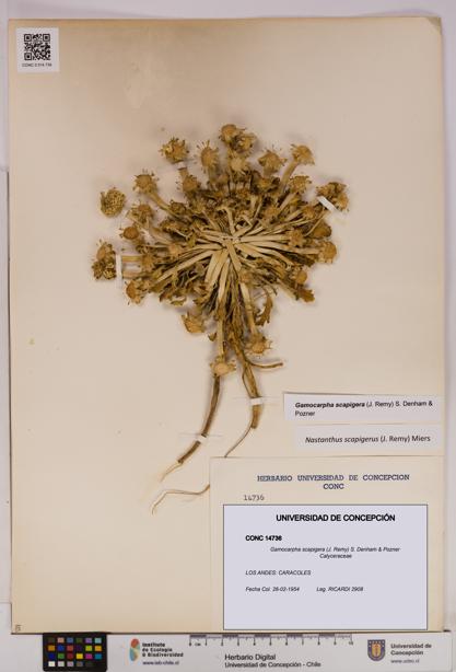 Gamocarpha scapigera [Espécimen: UDEC:CONC:0014736]