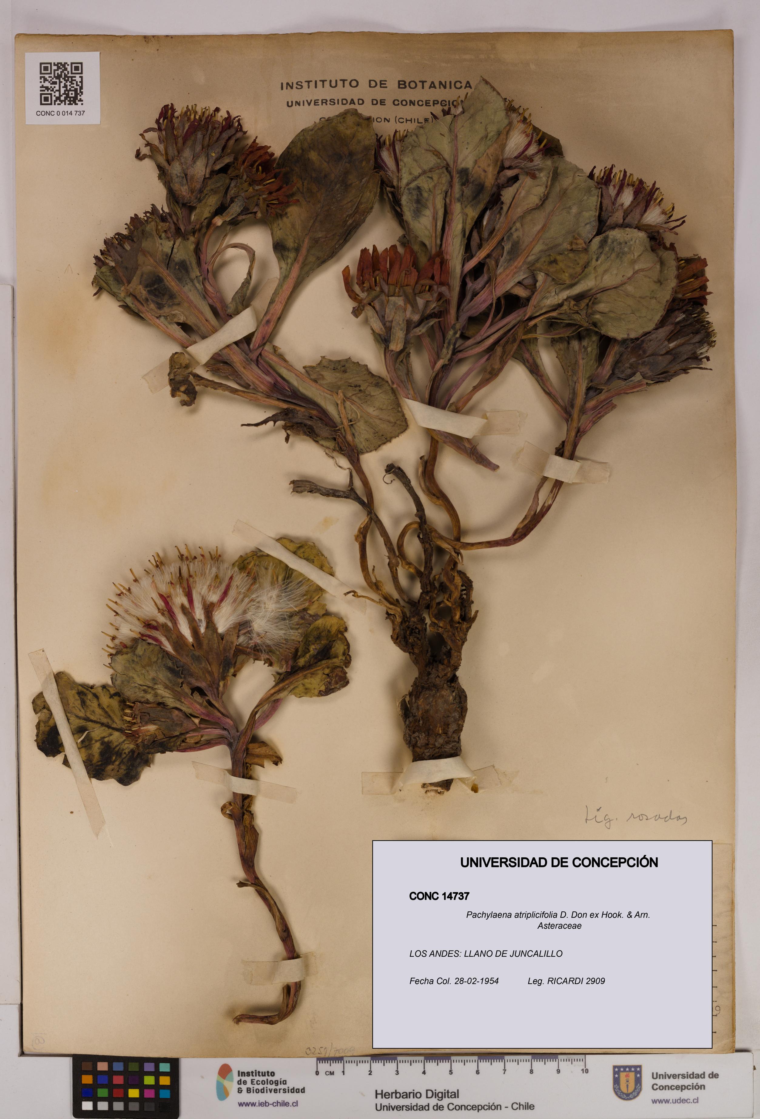 Pachylaena atriplicifolia [Espécimen: UDEC:CONC:0014737]