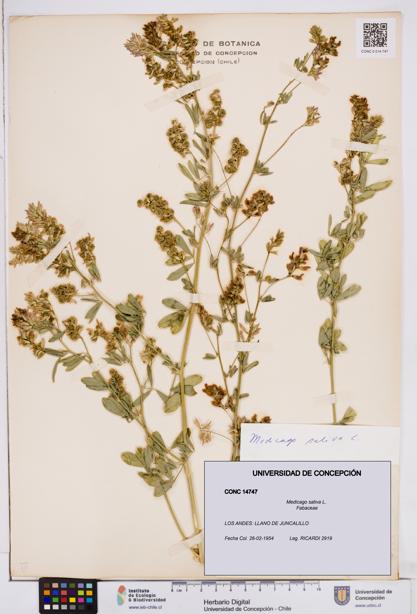 Medicago sativa [Espécimen: ]