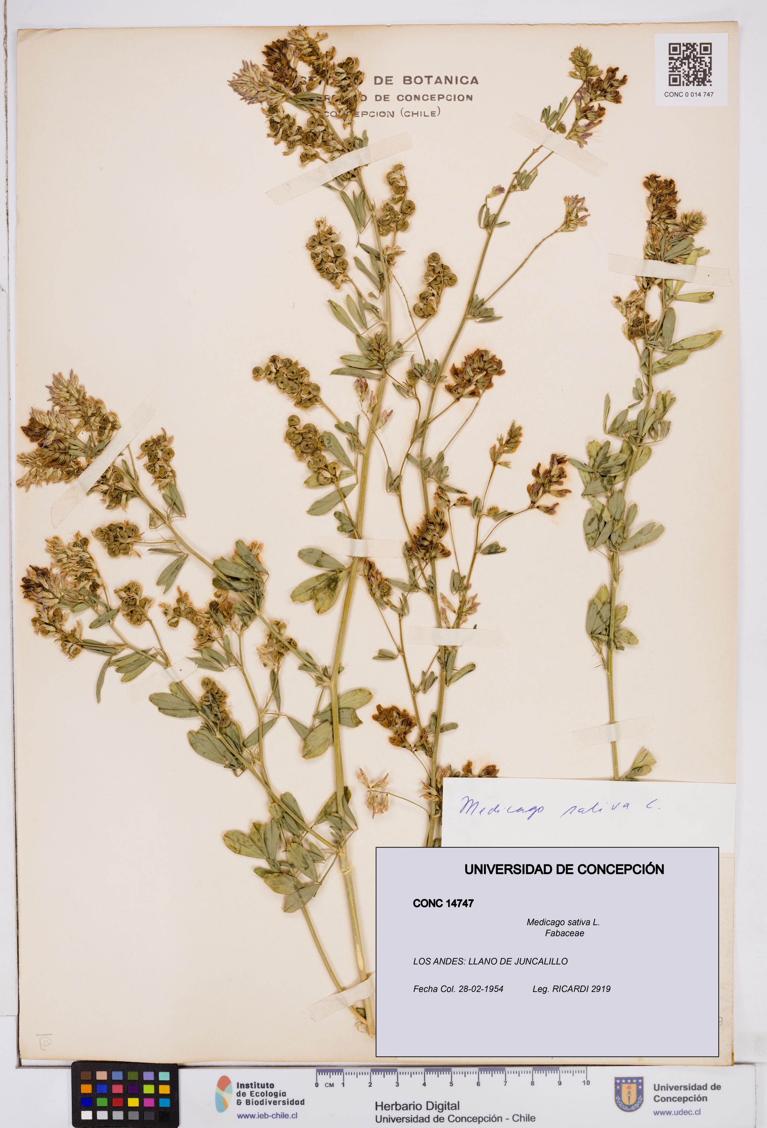 Medicago sativa [Espécimen: ]