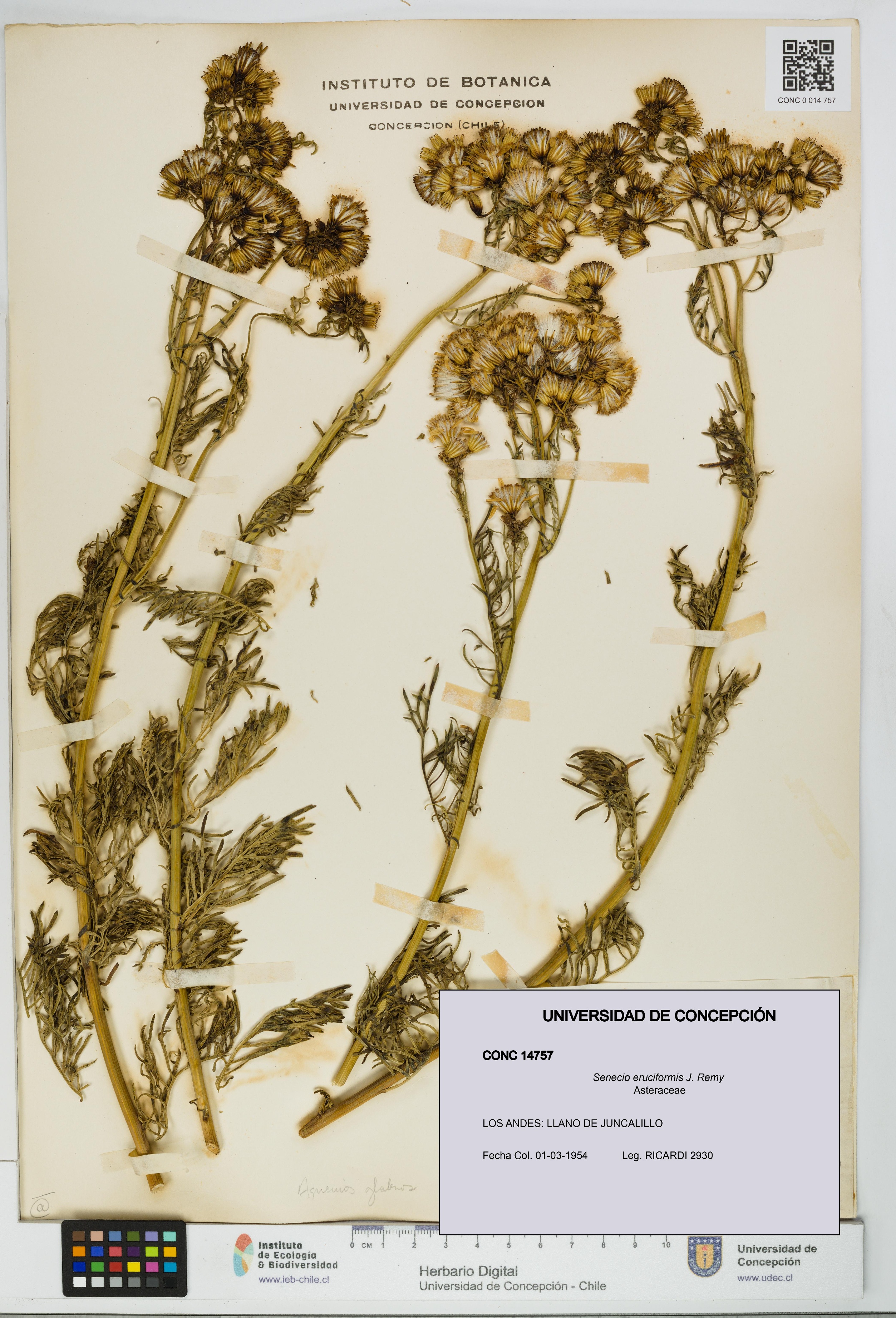 Senecio eruciformis [Espécimen: UDEC:CONC:0014757]