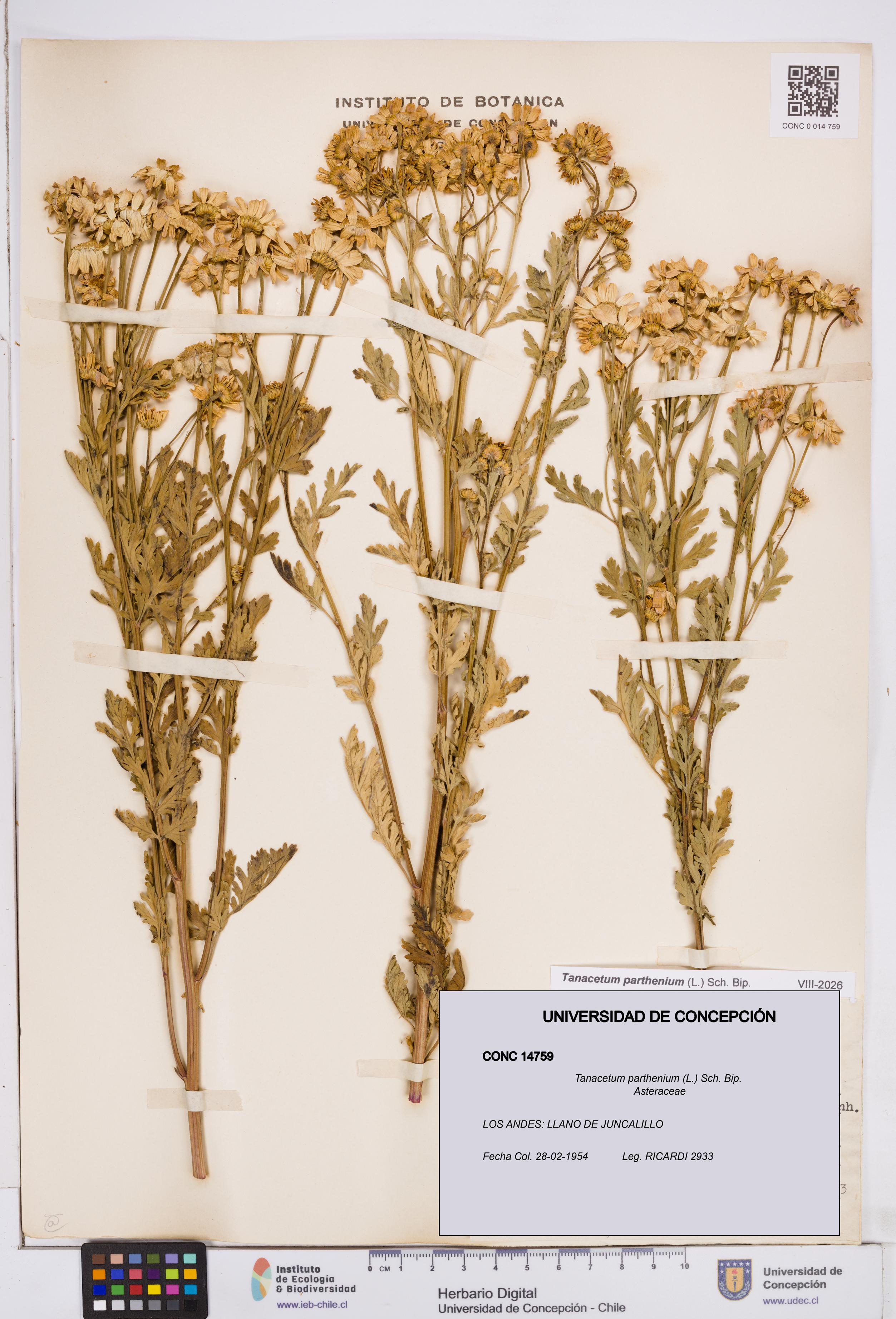 Tanacetum parthenium [Espécimen: ]