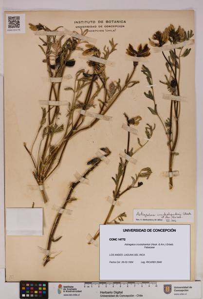 Astragalus cruckshanksii [Espécimen: UDEC:CONC:0014772]