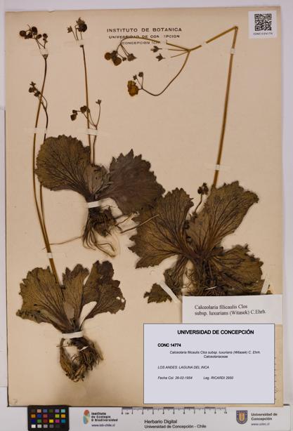 Calceolaria filicaulis [Espécimen: UDEC:CONC:0014774]