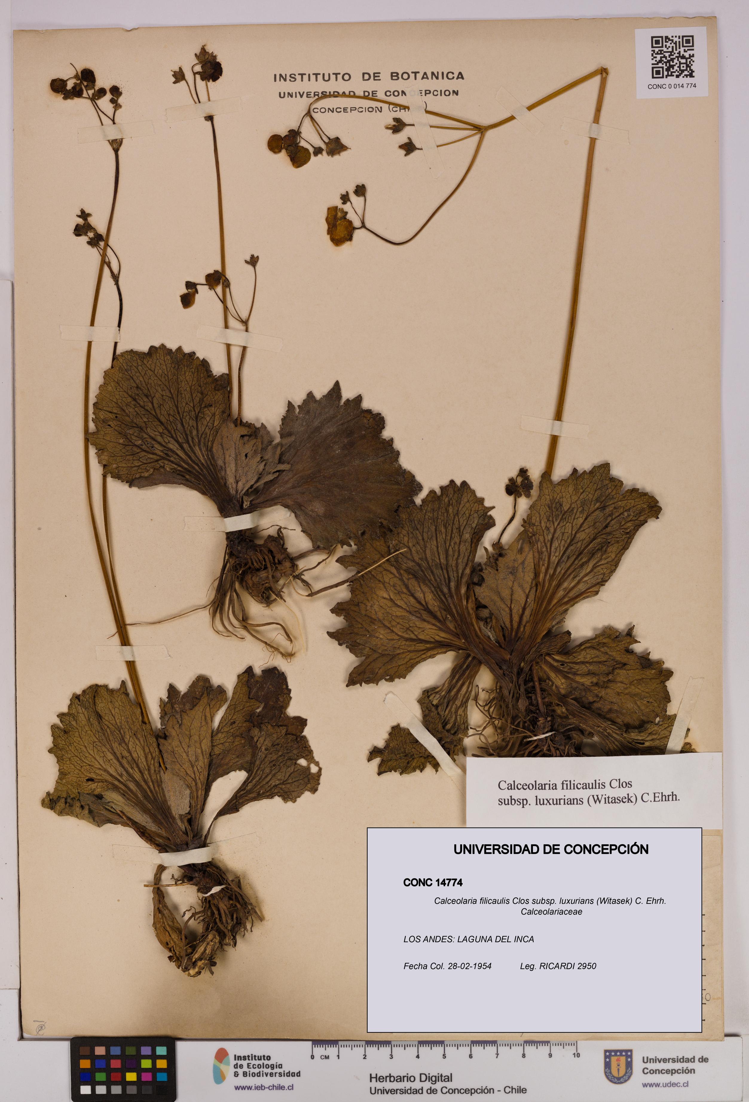 Calceolaria filicaulis [Espécimen: UDEC:CONC:0014774]
