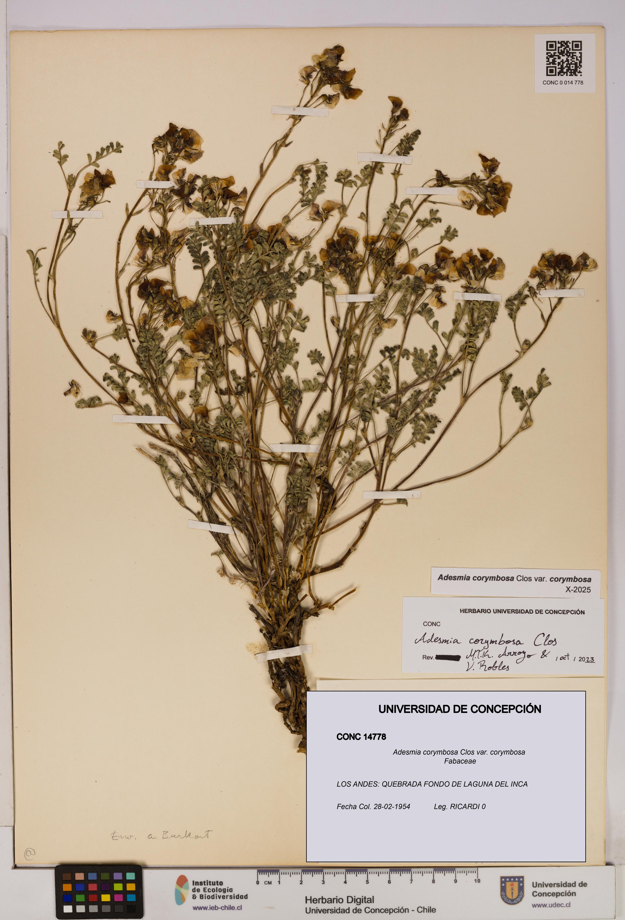 Adesmia corymbosa var. corymbosa [Espécimen: UDEC:CONC:0014778]