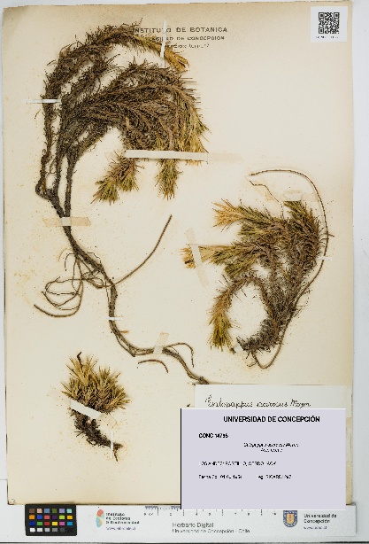 Calopappus acerosus [Espécimen: ]