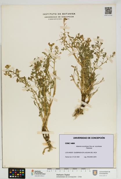 Adesmia corymbosa var. corymbosa [Espécimen: UDEC:CONC:0014800]