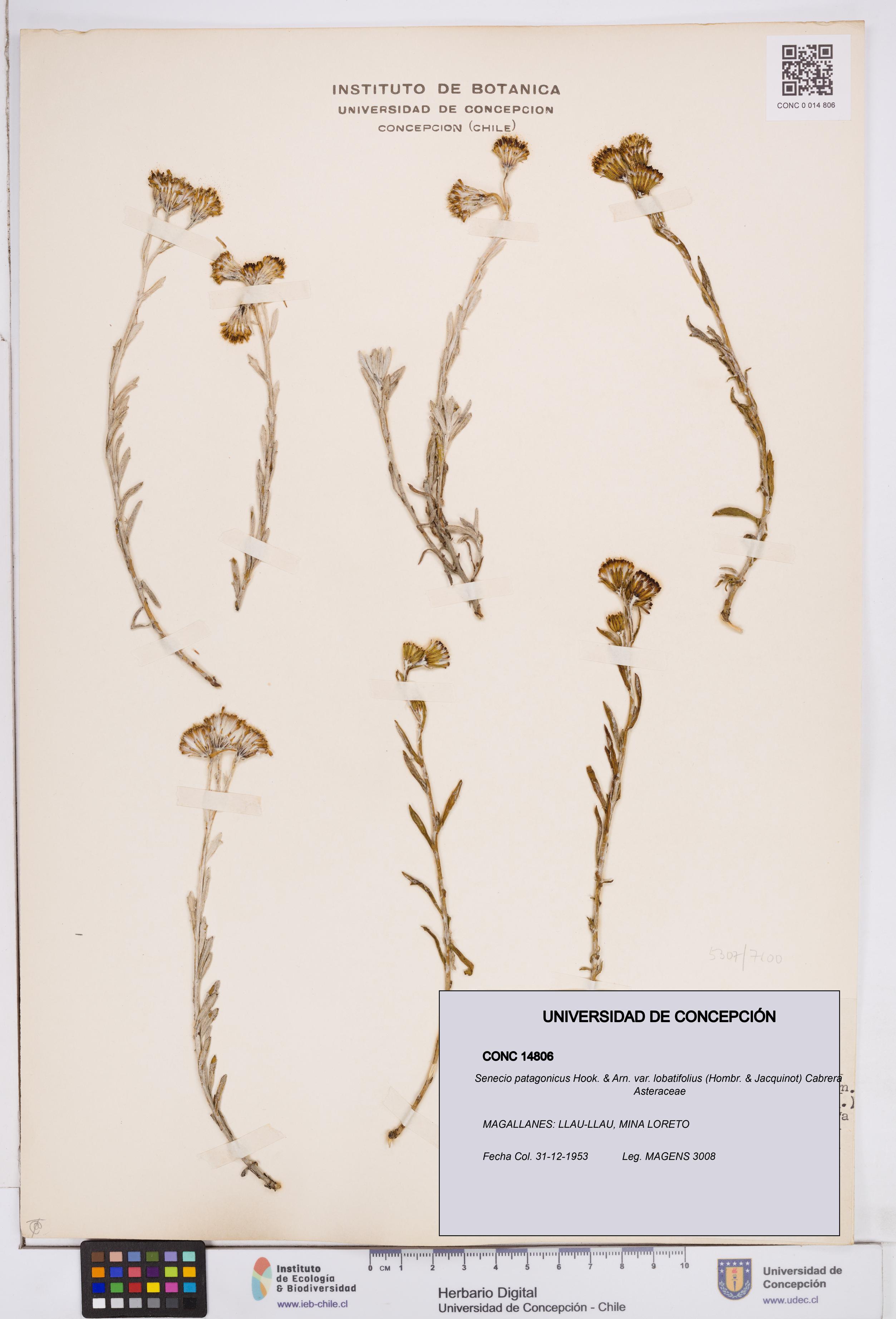Senecio patagonicus var. lobatifolius [Espécimen: ]