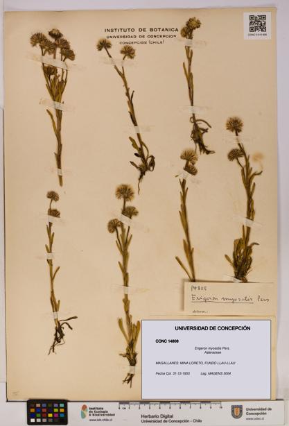 Erigeron myosotis [Espécimen: UDEC:CONC:0014808]