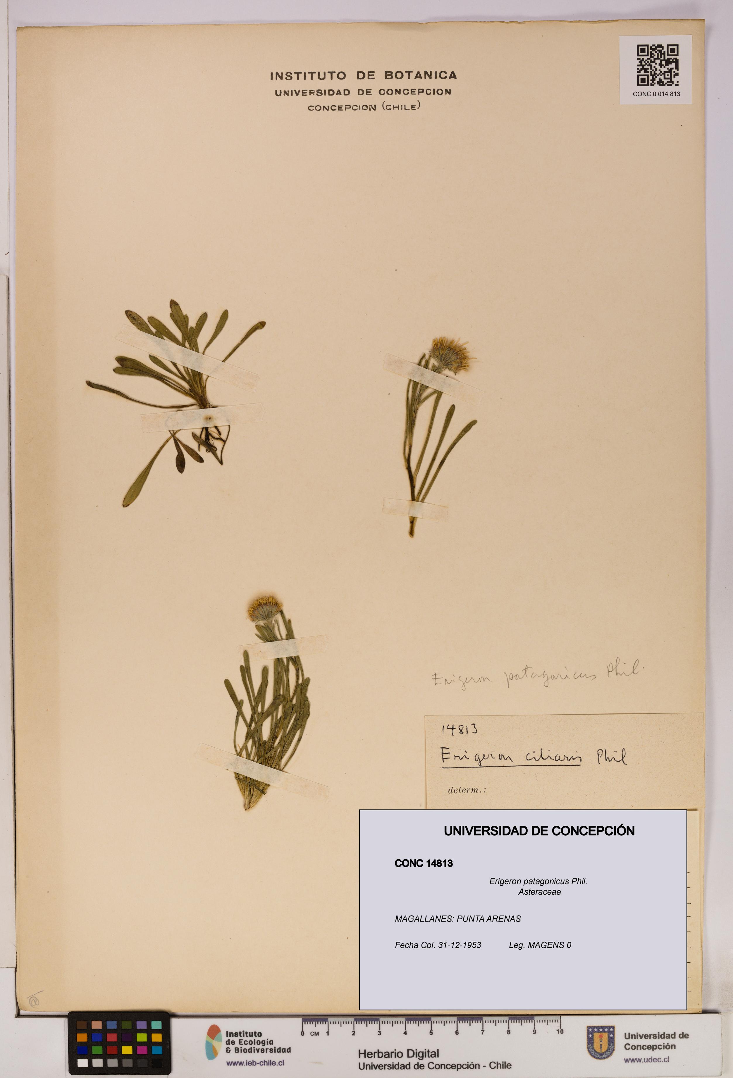 Erigeron patagonicus [Espécimen: UDEC:CONC:0014813]