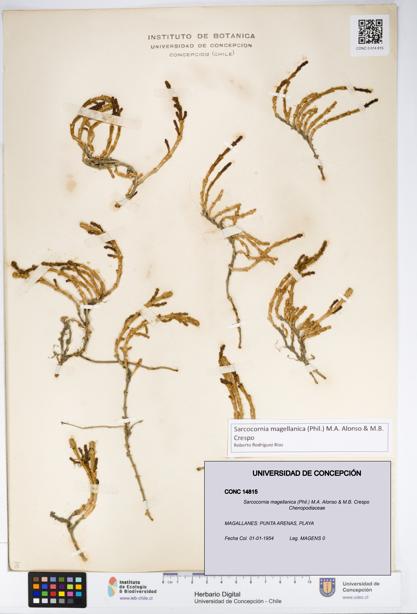 Sarcocornia magellanica [Espécimen: UDEC:CONC:0014815]