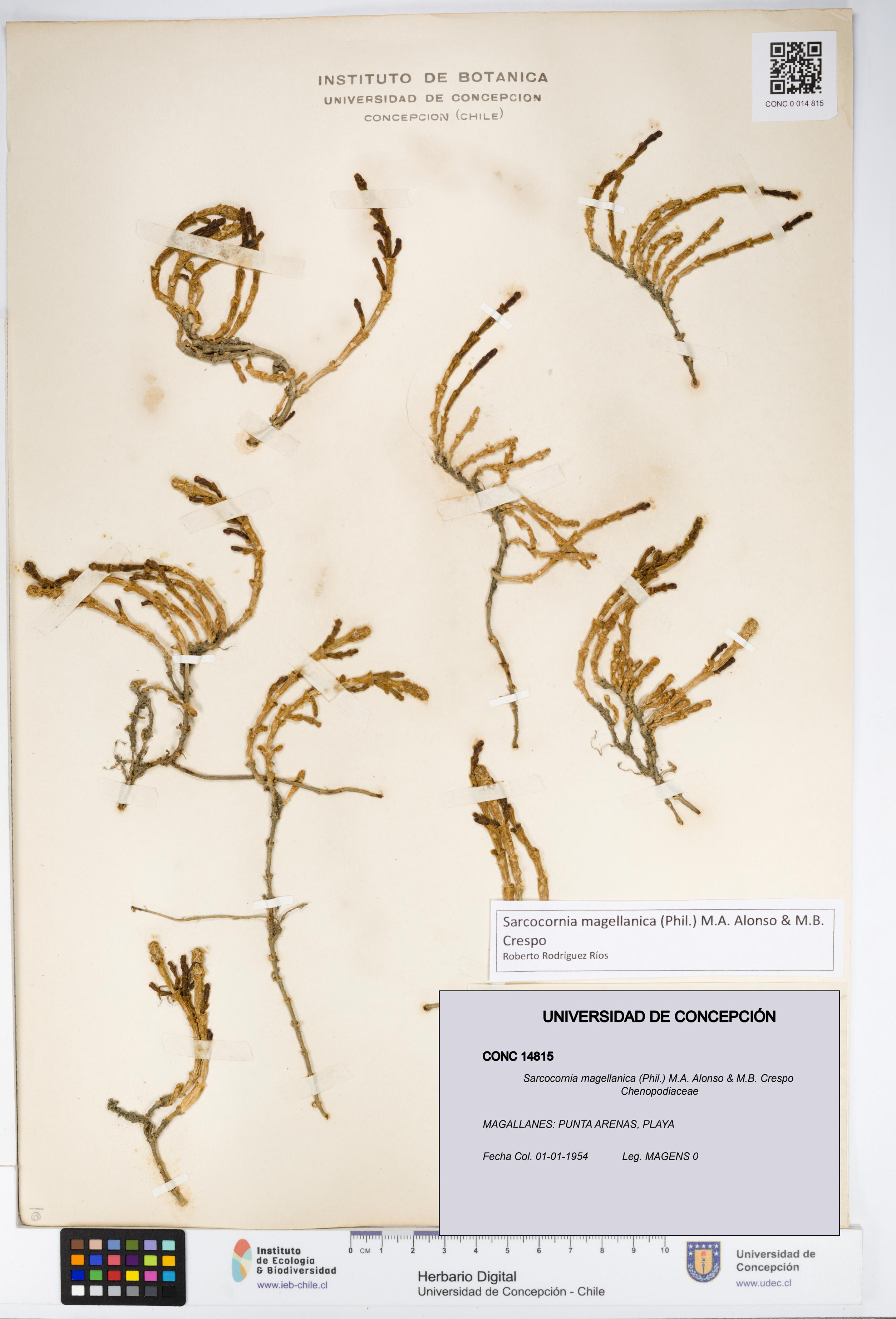 Sarcocornia magellanica [Espécimen: UDEC:CONC:0014815]