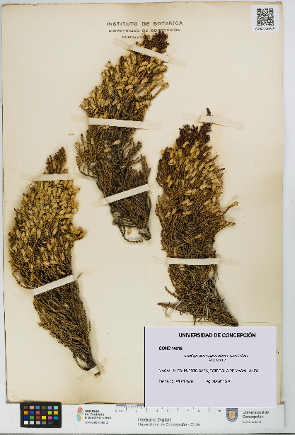 Lepidophyllum cupressiforme [Espécimen: UDEC:CONC:0014816]