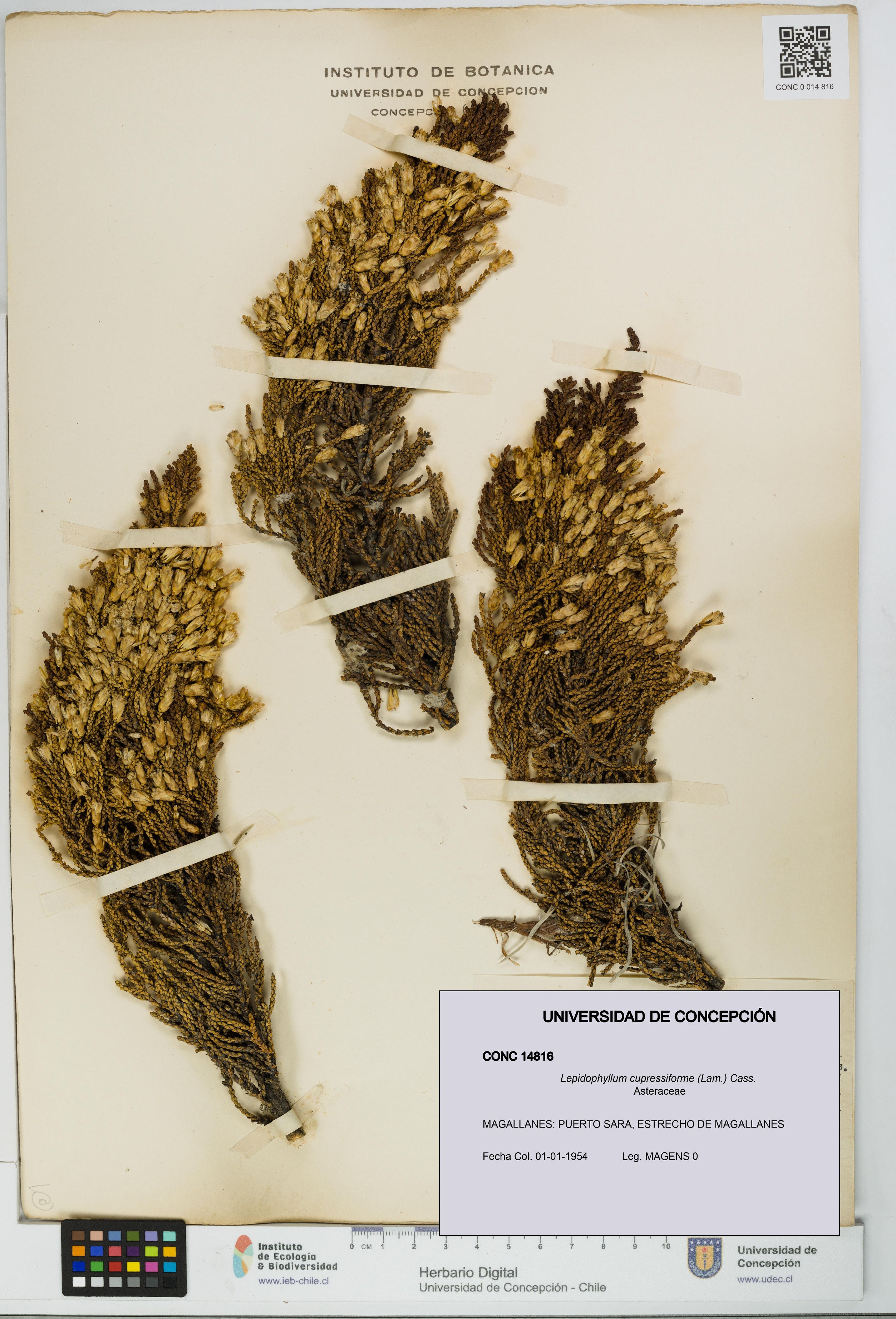 Lepidophyllum cupressiforme [Espécimen: UDEC:CONC:0014816]