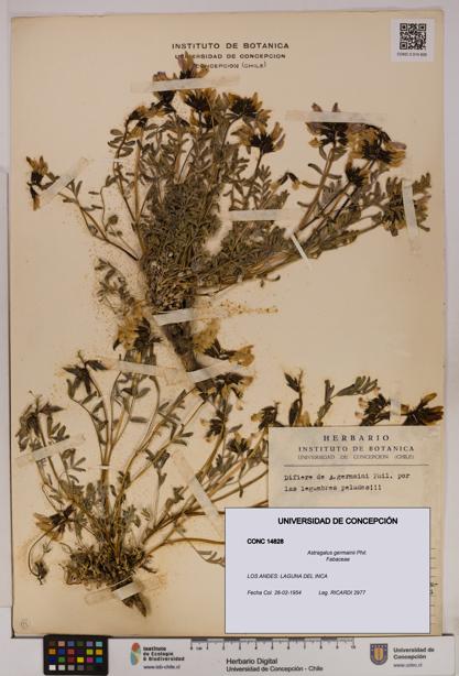 Astragalus germainii [Espécimen: UDEC:CONC:0014828]