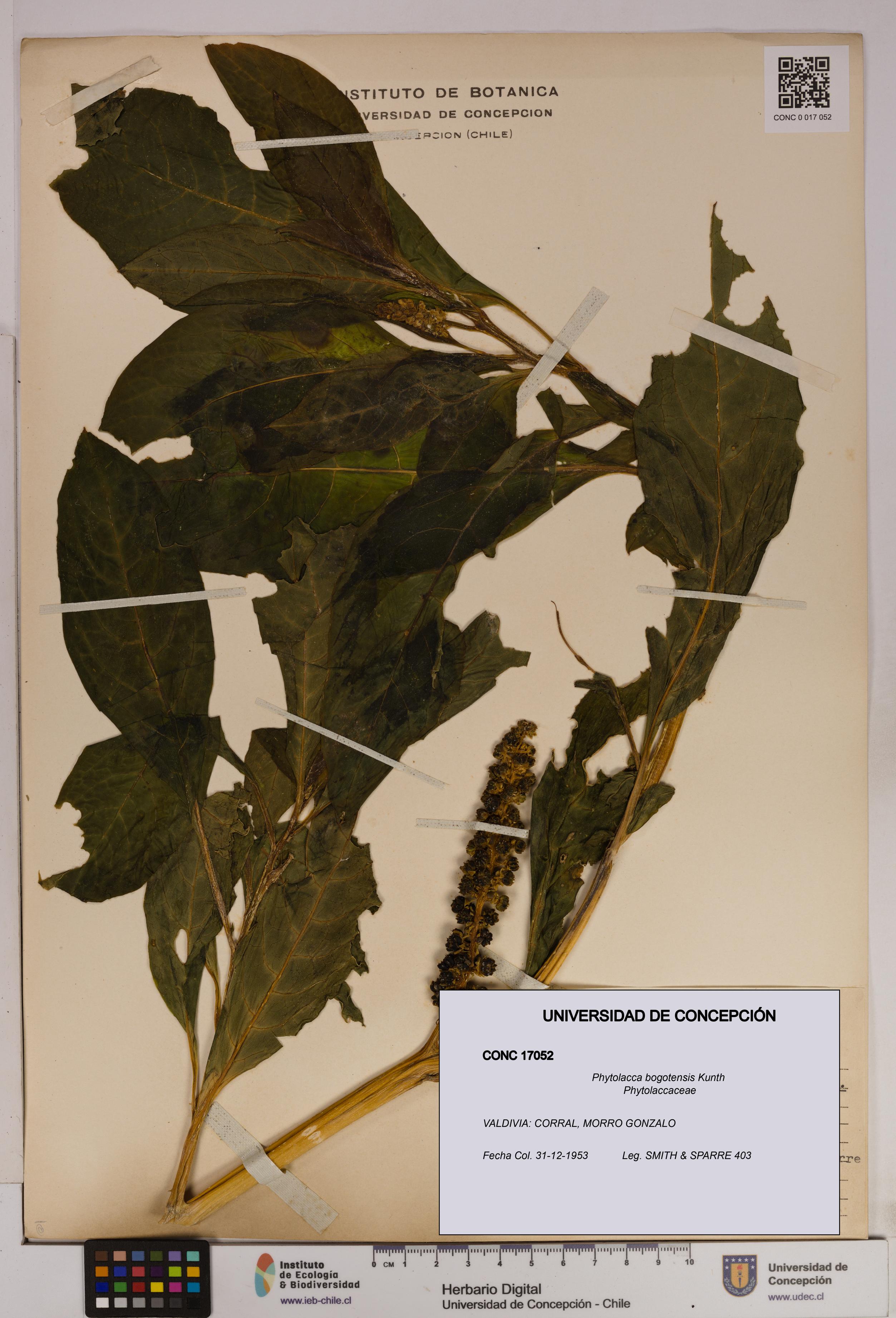 Phytolacca bogotensis [Espécimen: UDEC:CONC:0017052]