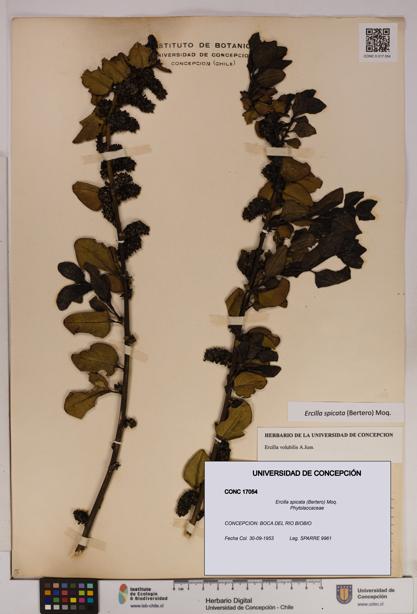 Ercilla spicata [Espécimen: UDEC:CONC:0017054]