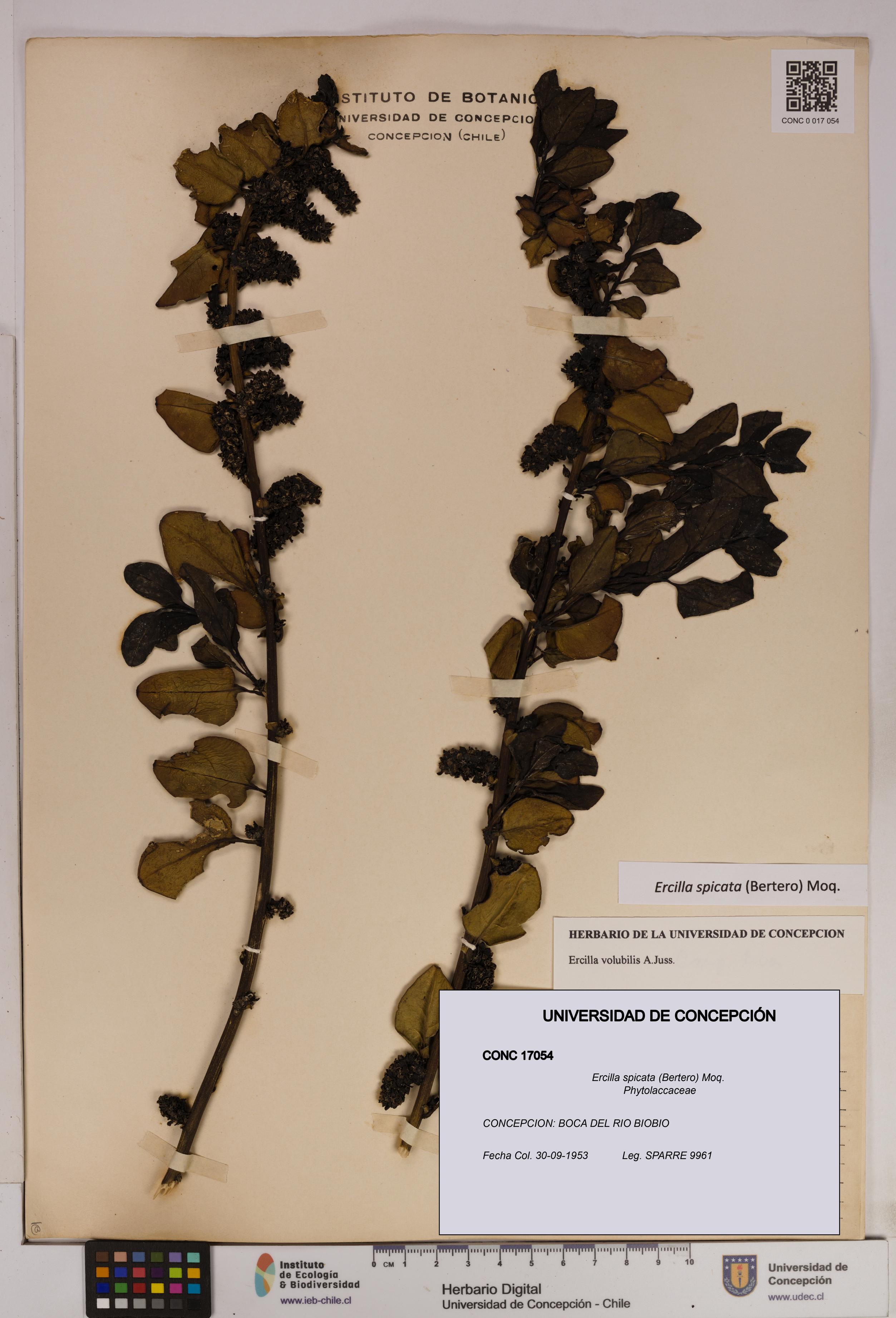 Ercilla spicata [Espécimen: UDEC:CONC:0017054]