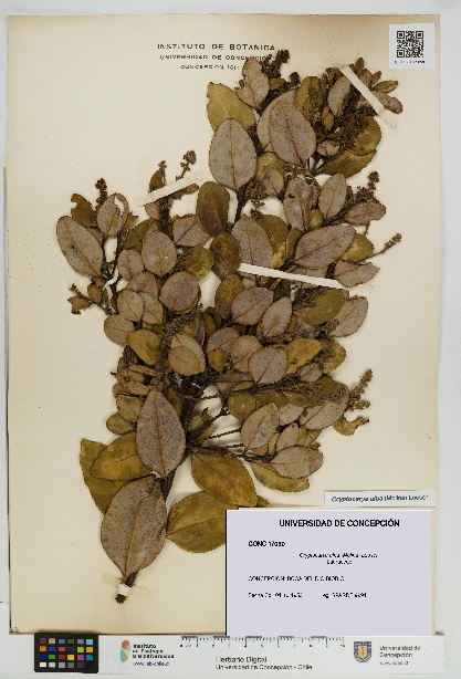 Cryptocarya alba [Espécimen: UDEC:CONC:0017090]