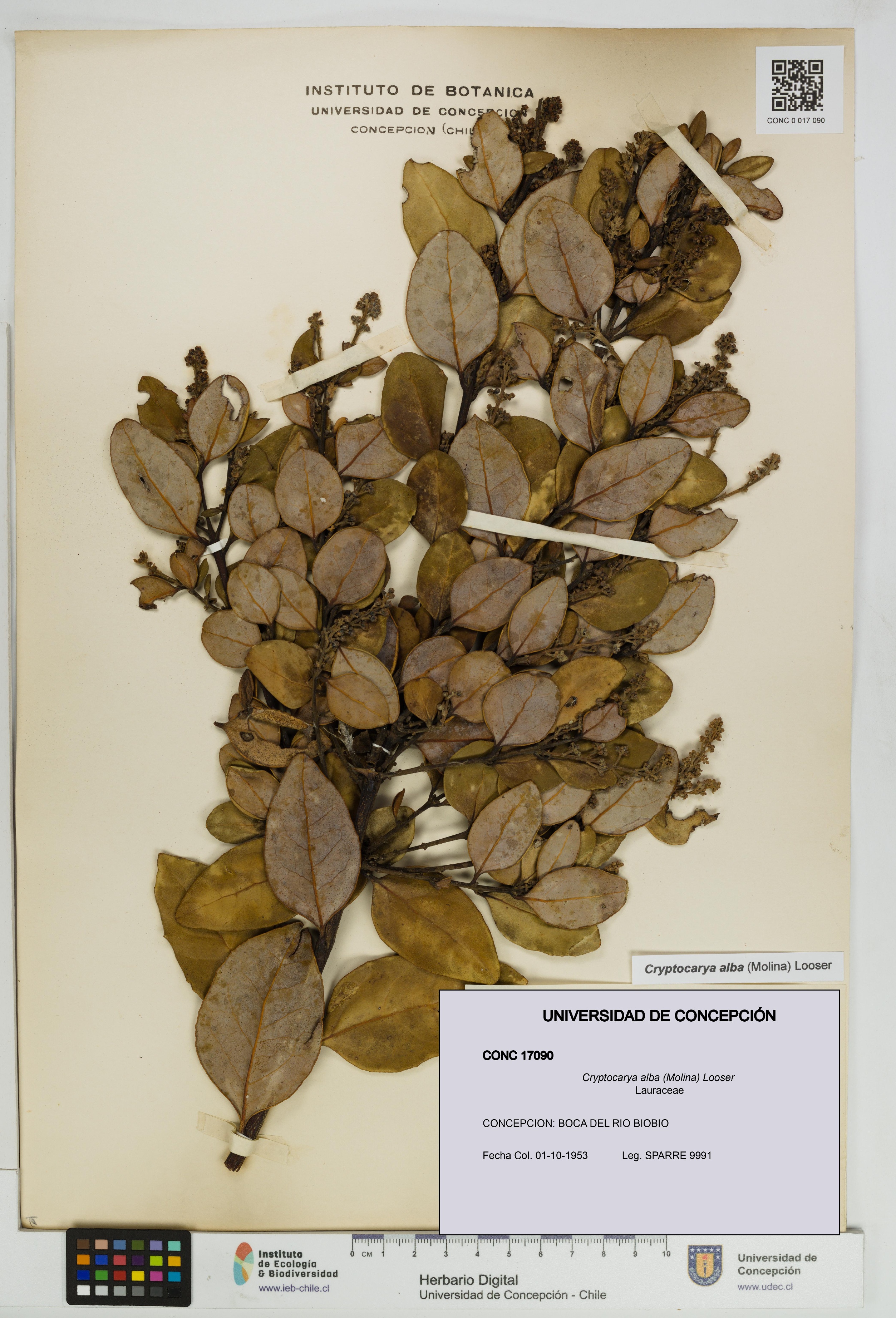 Cryptocarya alba [Espécimen: UDEC:CONC:0017090]