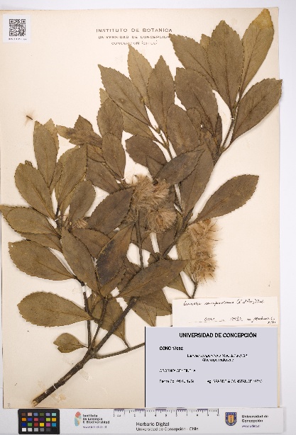 Laurelia sempervirens [Espécimen: UDEC:CONC:0017092]