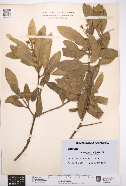 Laurelia sempervirens [Espécimen: UDEC:CONC:0017093]