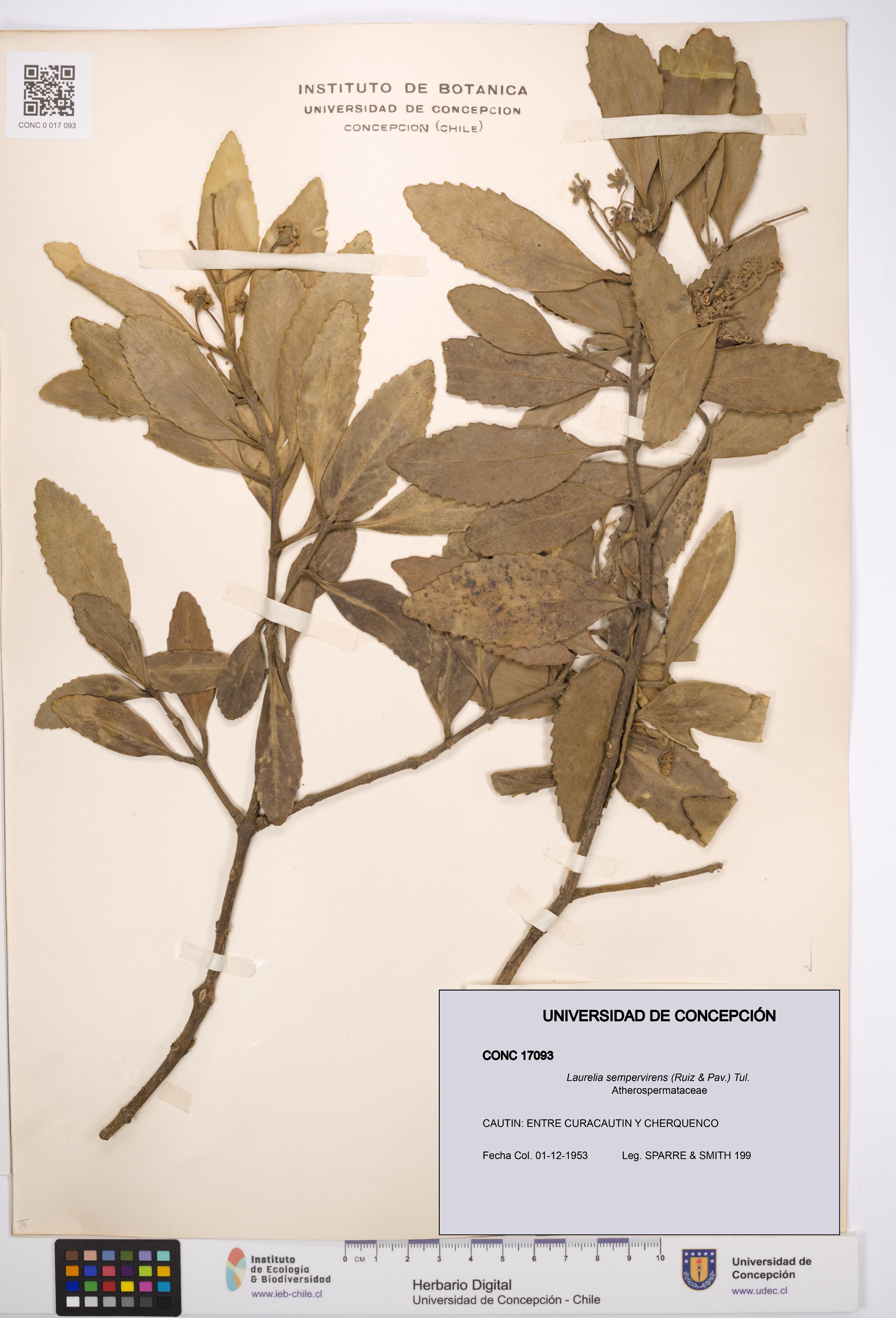 Laurelia sempervirens [Espécimen: UDEC:CONC:0017093]