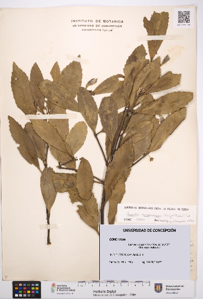 Laurelia sempervirens [Espécimen: UDEC:CONC:0017094]
