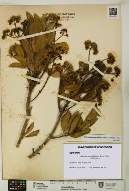 Hydrangea serratifolia [Espécimen: UDEC:CONC:0017174]