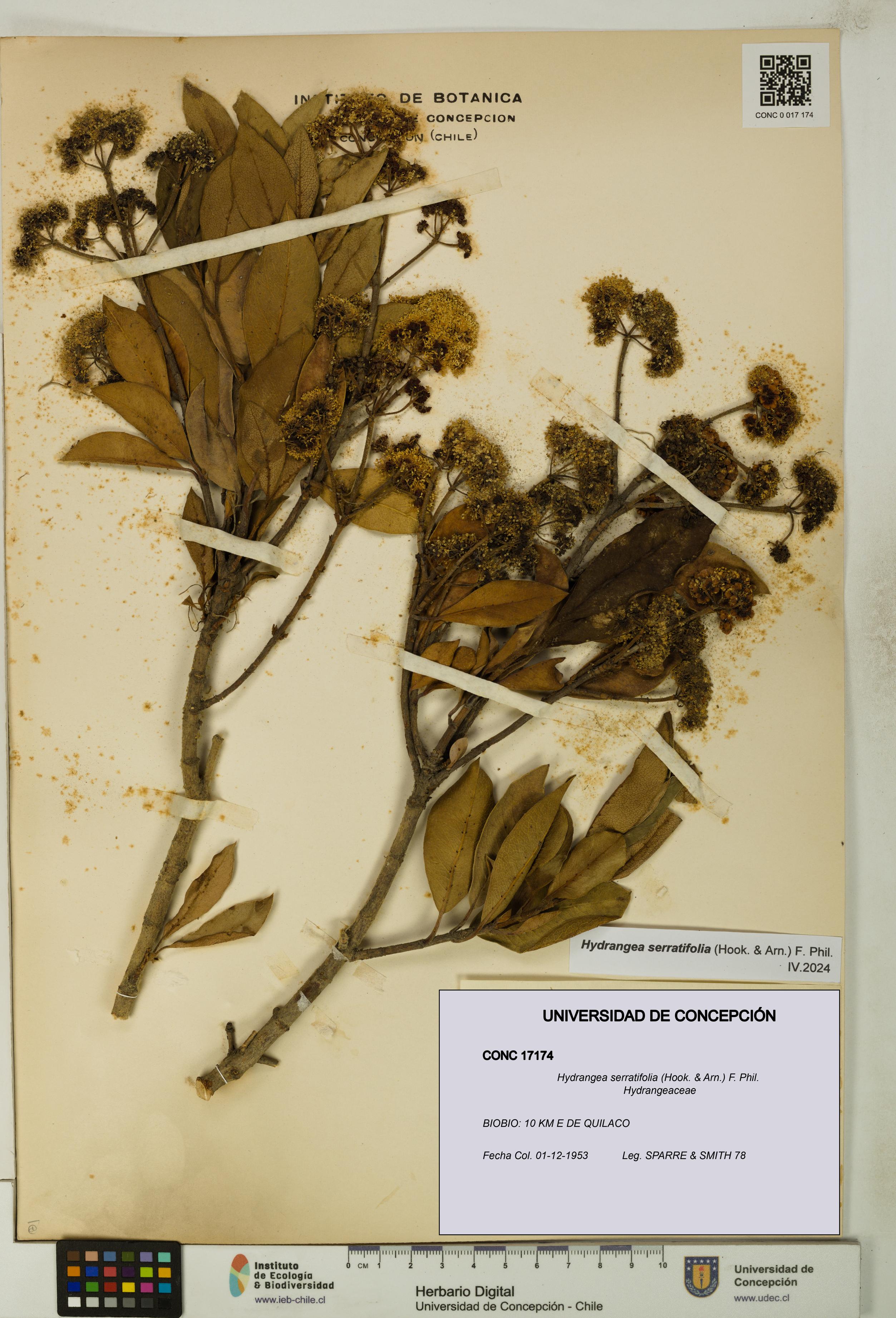 Hydrangea serratifolia [Espécimen: UDEC:CONC:0017174]