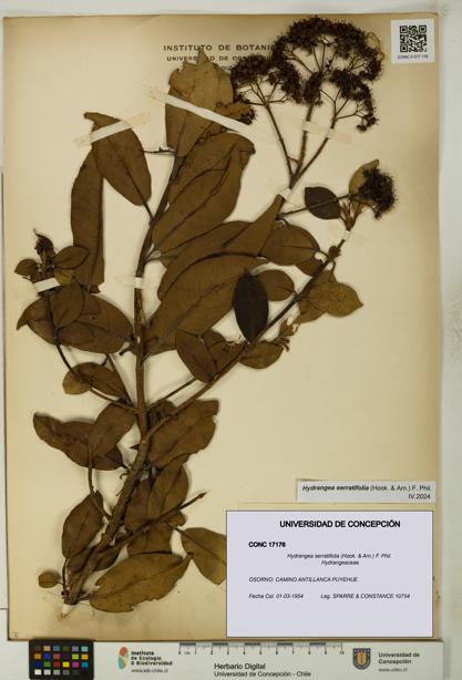 Hydrangea serratifolia [Espécimen: UDEC:CONC:0017176]