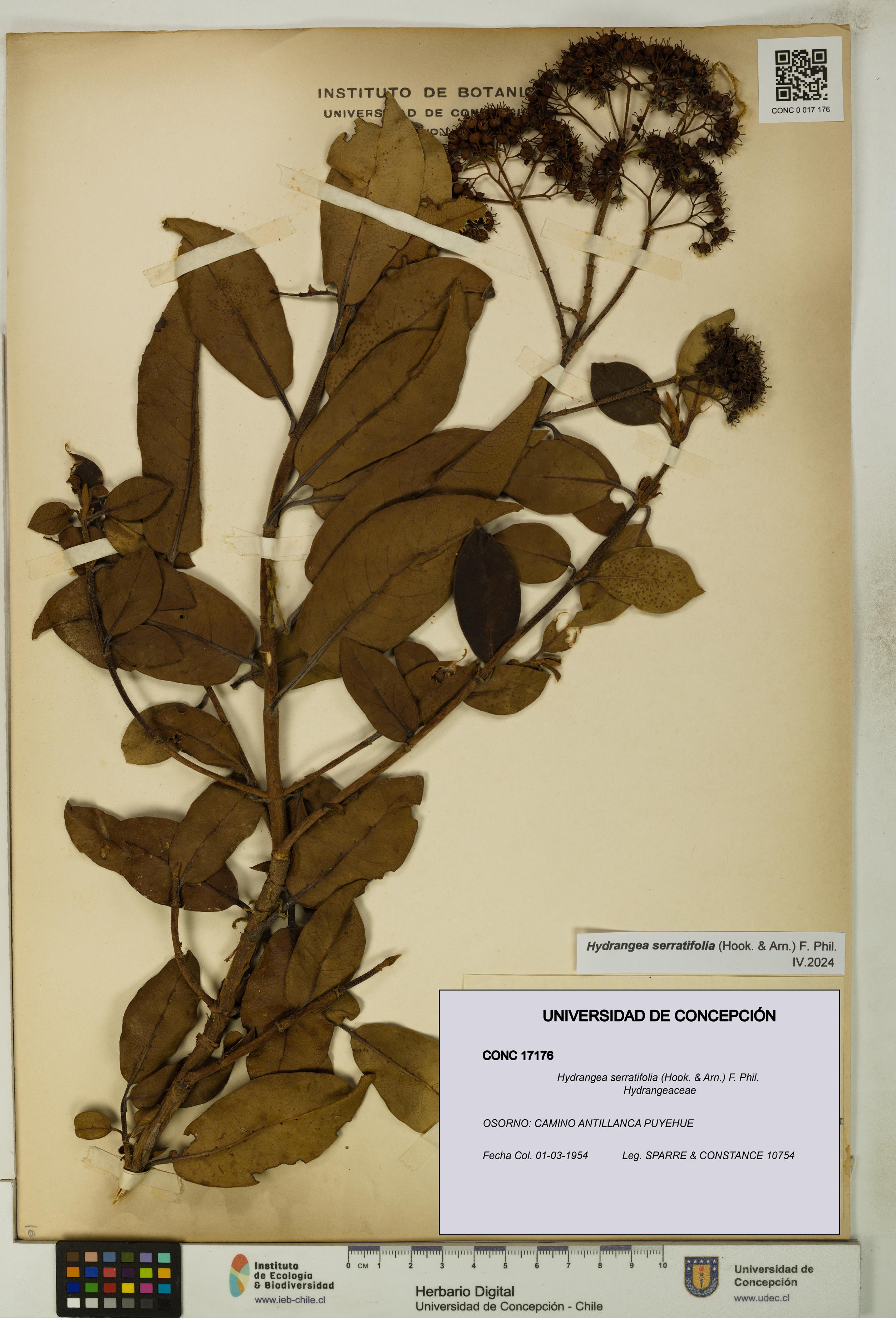 Hydrangea serratifolia [Espécimen: UDEC:CONC:0017176]