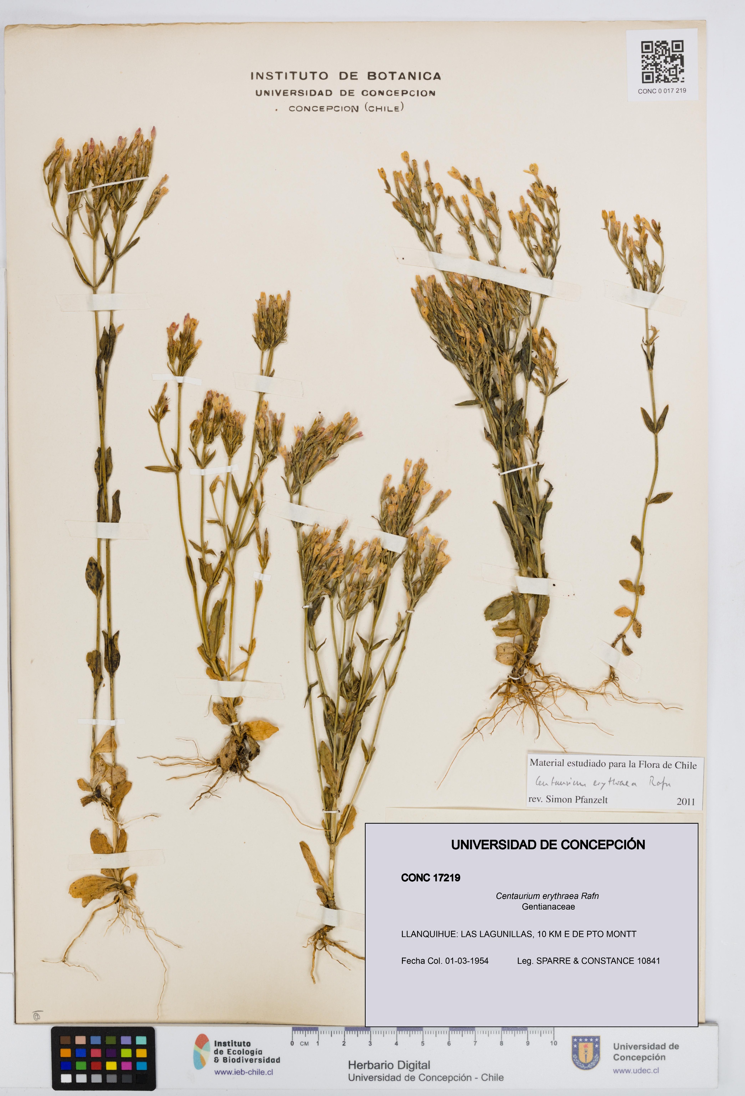 Centaurium erythraea [Espécimen: UDEC:CONC:0017219]