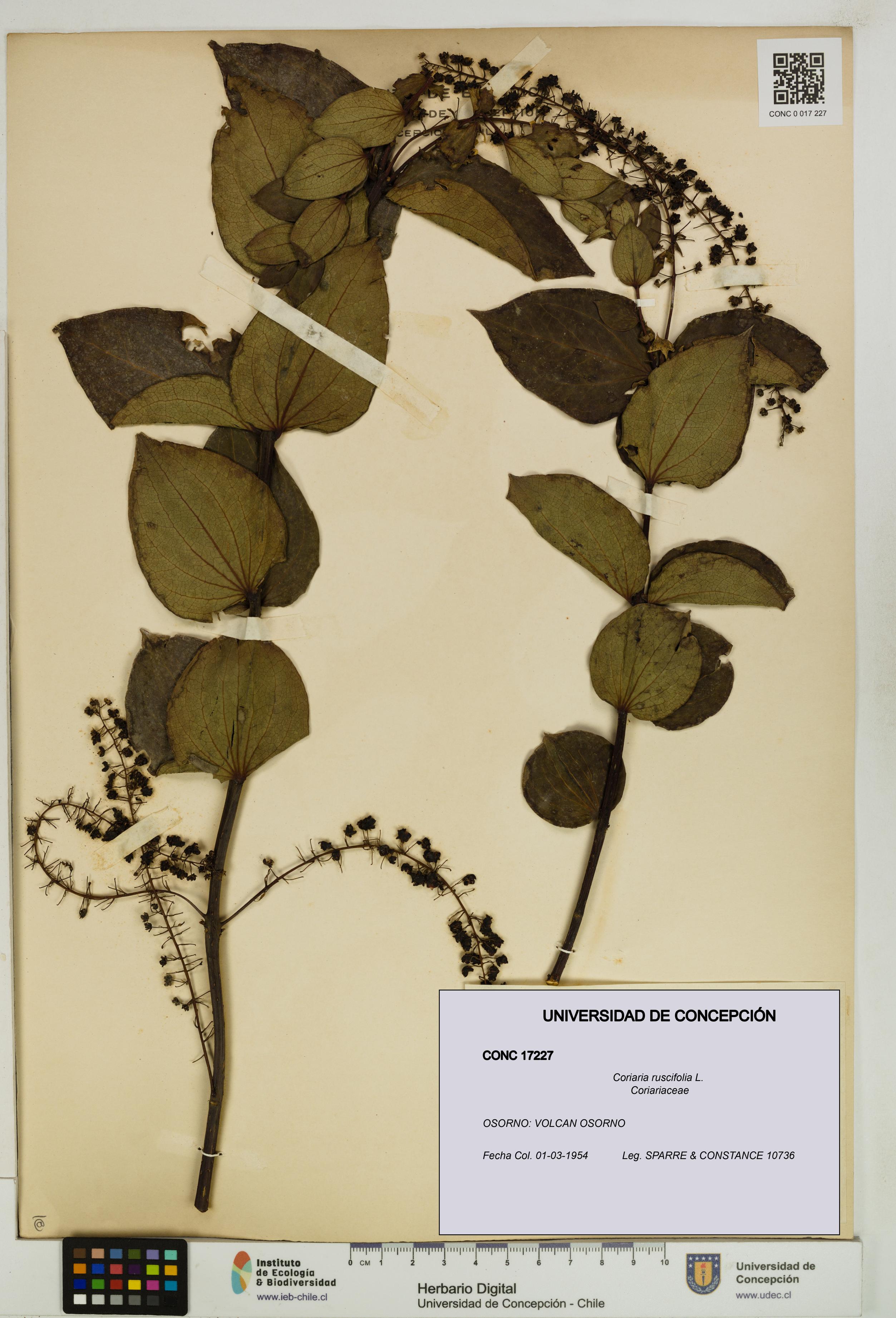 Coriaria ruscifolia [Espécimen: ]