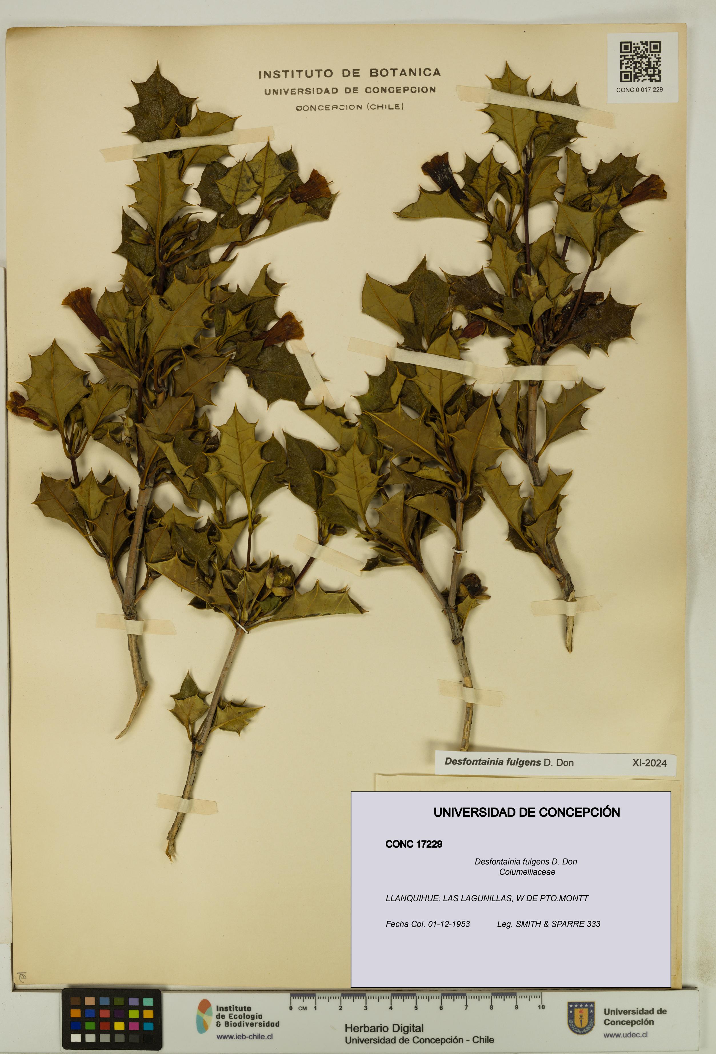 Desfontainia fulgens [Espécimen: UDEC:CONC:0017229]