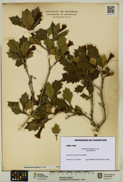 Desfontainia fulgens [Espécimen: UDEC:CONC:0017230]