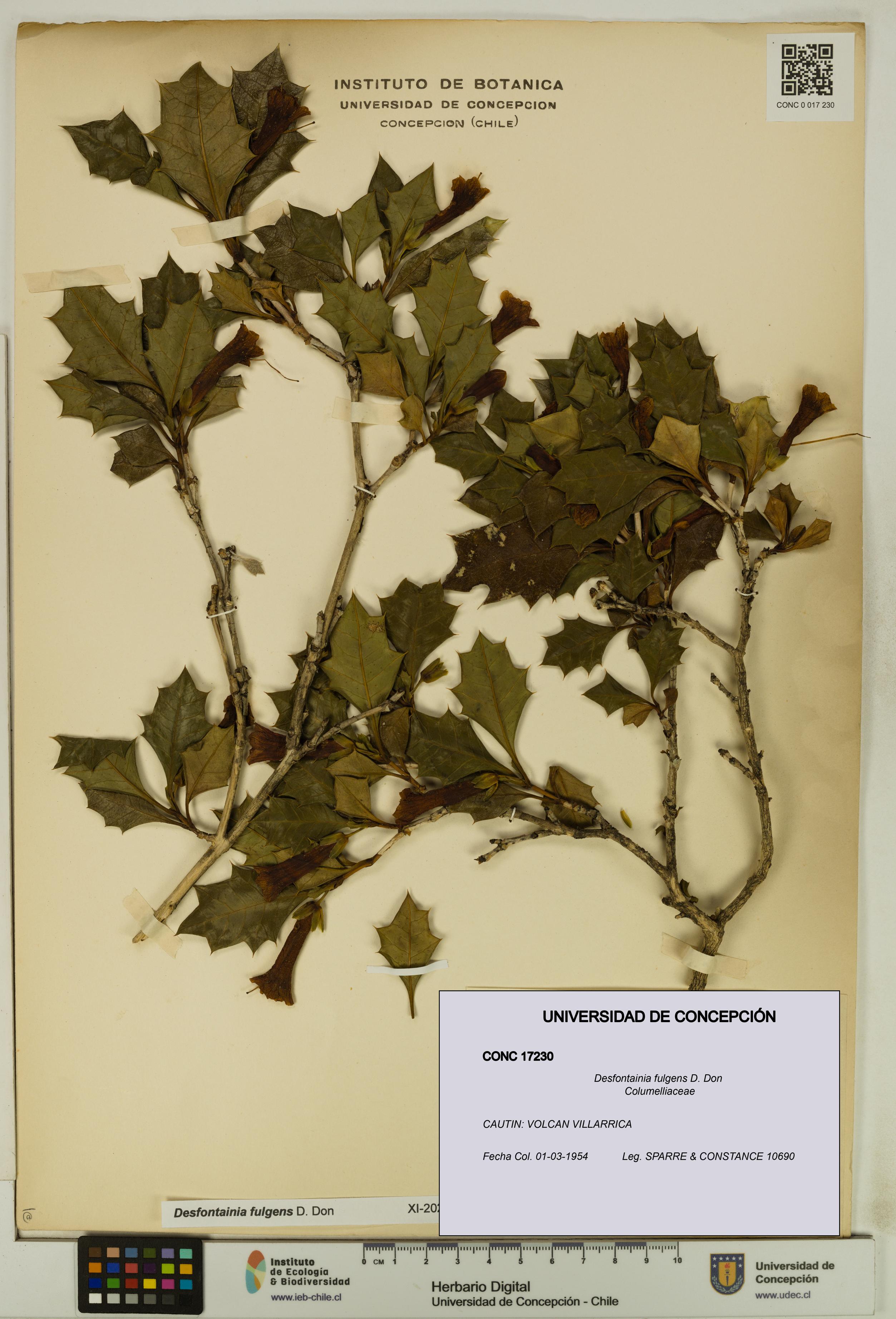 Desfontainia fulgens [Espécimen: UDEC:CONC:0017230]