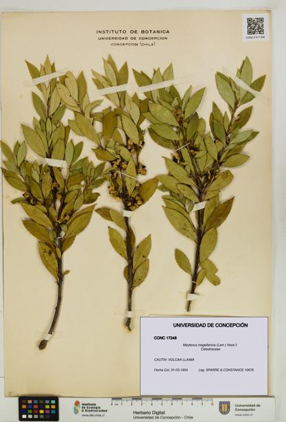 Maytenus magellanica [Espécimen: UDEC:CONC:0017248]