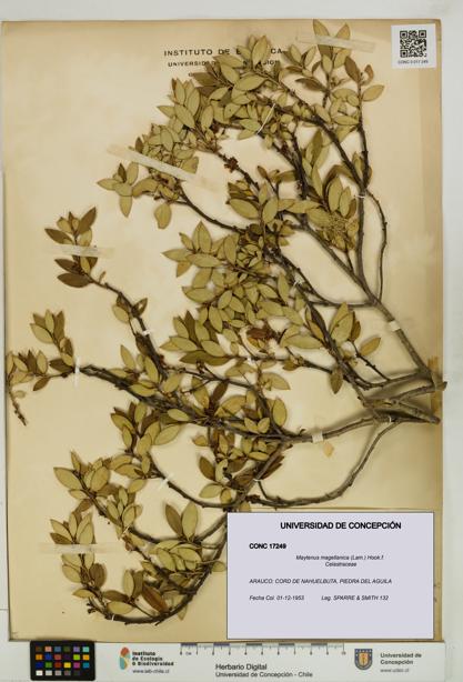 Maytenus magellanica [Espécimen: UDEC:CONC:0017249]