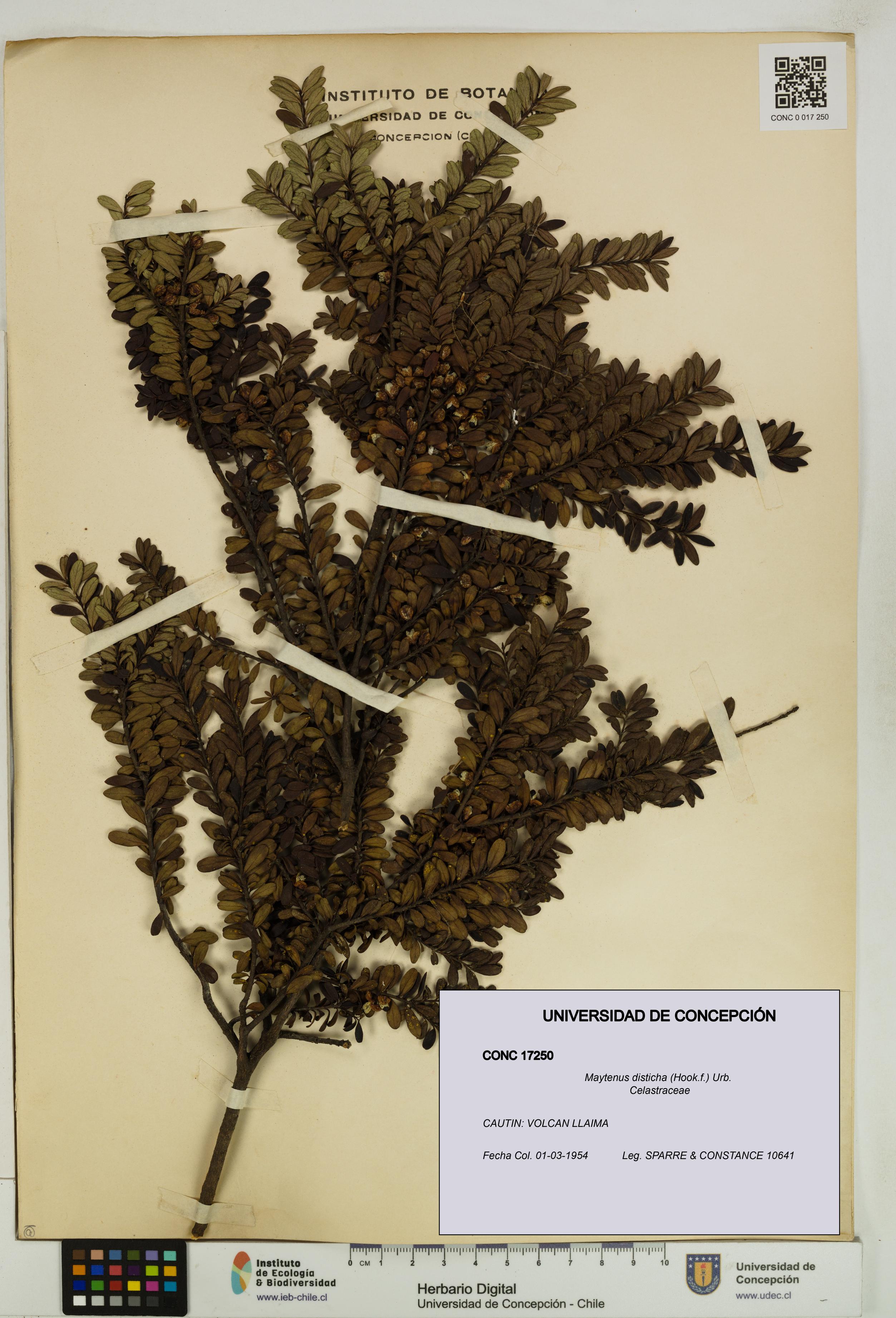Maytenus disticha [Espécimen: UDEC:CONC:0017250]