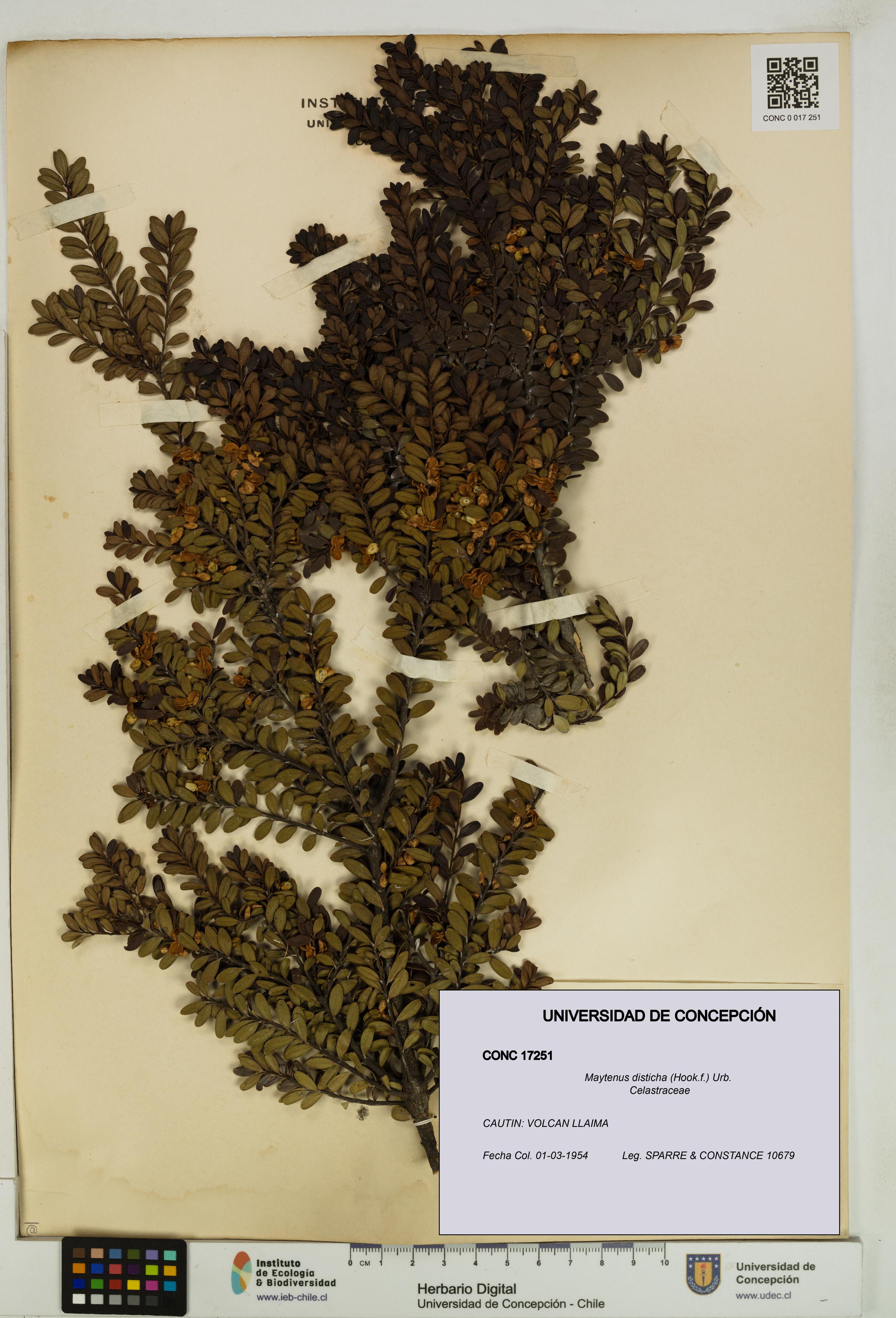 Maytenus disticha [Espécimen: UDEC:CONC:0017251]