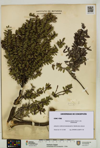 Maytenus disticha [Espécimen: UDEC:CONC:0017252]