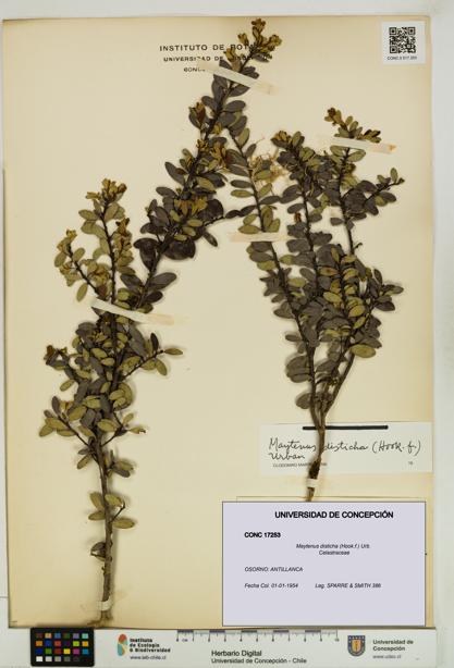 Maytenus disticha [Espécimen: UDEC:CONC:0017253]