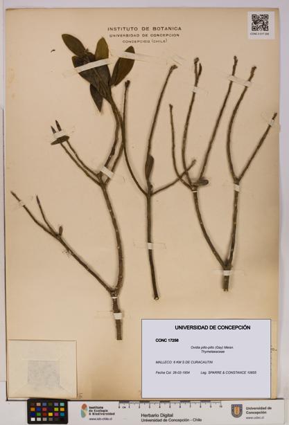 Ovidia pillo-pillo [Espécimen: UDEC:CONC:0017256]