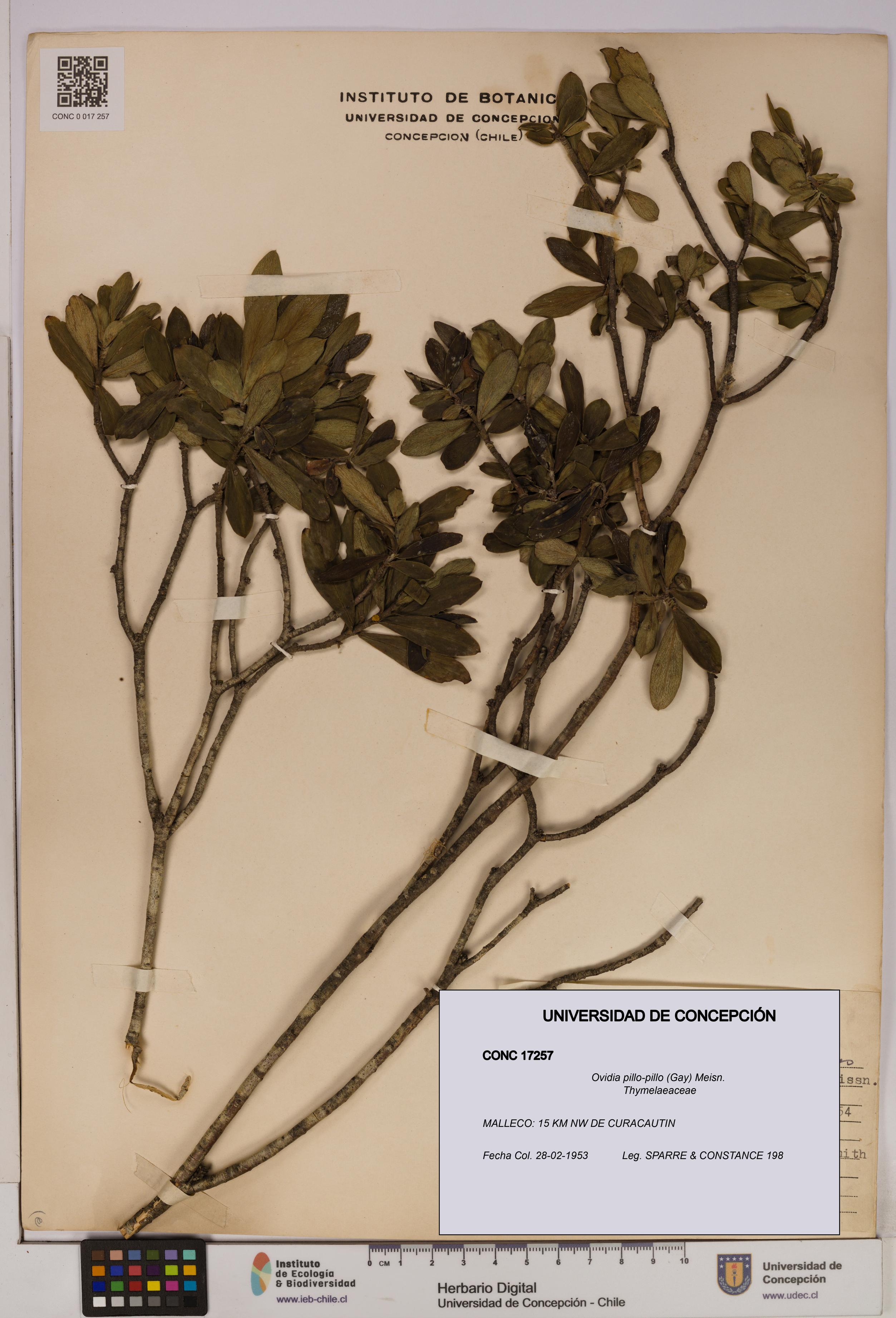 Ovidia pillo-pillo [Espécimen: UDEC:CONC:0017257]